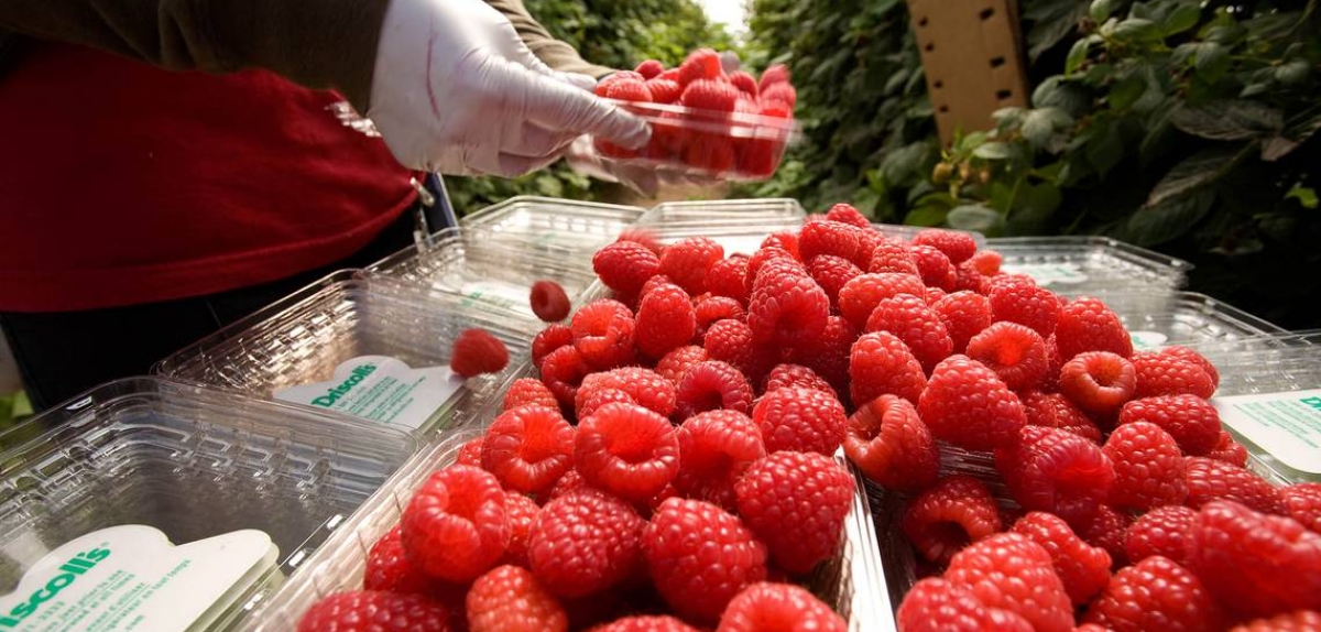 Мексика вимушена знизити прогнози експорту ягід через пандемію