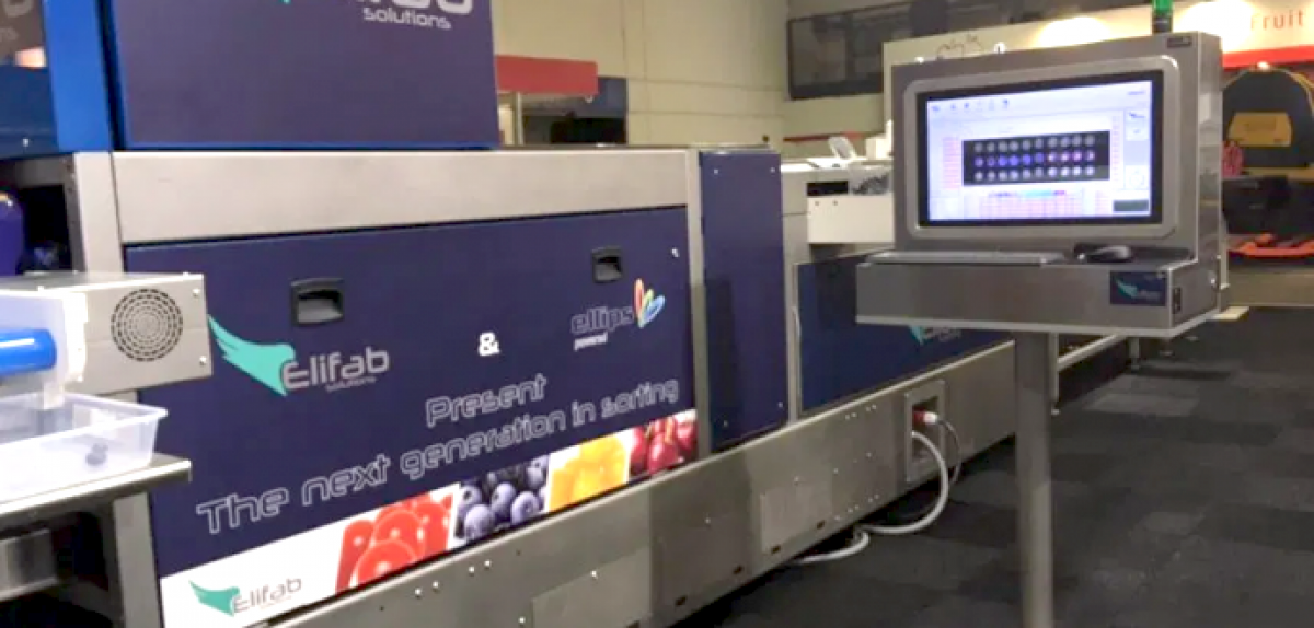 Нові підходи до сортування лохини: технології майбутнього вже працюють в українських господарствах