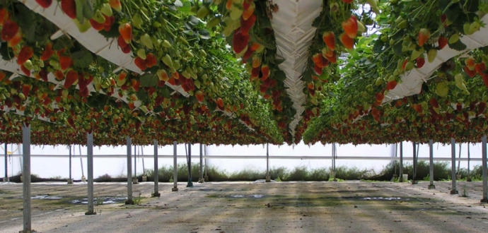 В чилійський найзасушливій пустелі планують вирощувати суницю