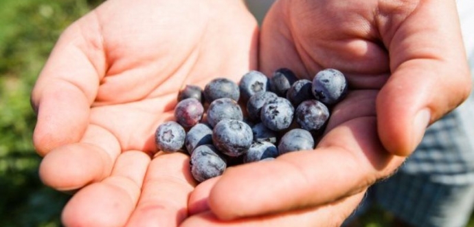 Зеленський підписав указ про заснування Дня фермера в Україні