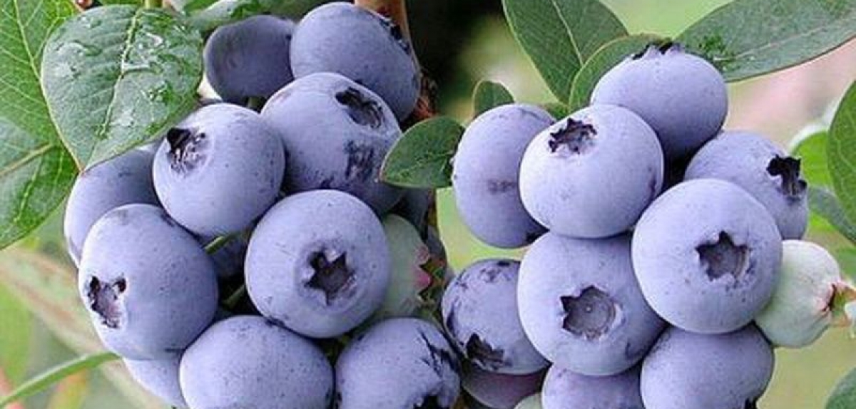 В наступному сезоні Перу очікує зростання врожаю лохини майже в 1,5 рази