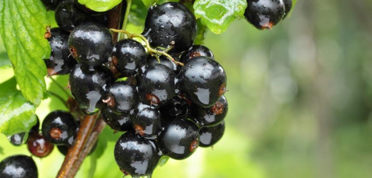 Ціна на чорну смородину в Польщі досягне рекордних показників в 2020 році