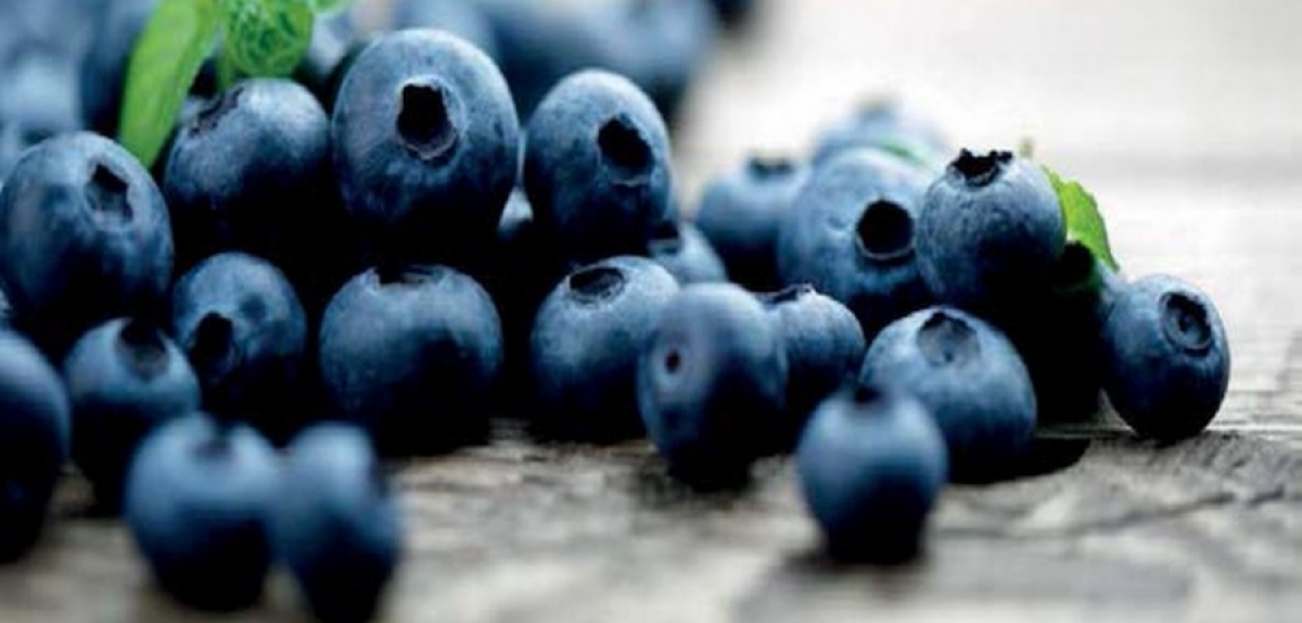 Експорт лохини з Перу в першому півріччі впав майже в 1,5 рази через кризу COVID-19