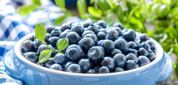 Розплідник Vivai Molari запускає в продаж нові сорти лохини