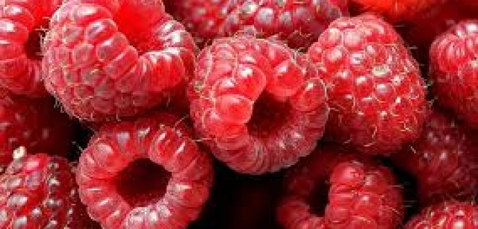 Serbia launches fruit and berries promotional and export platform