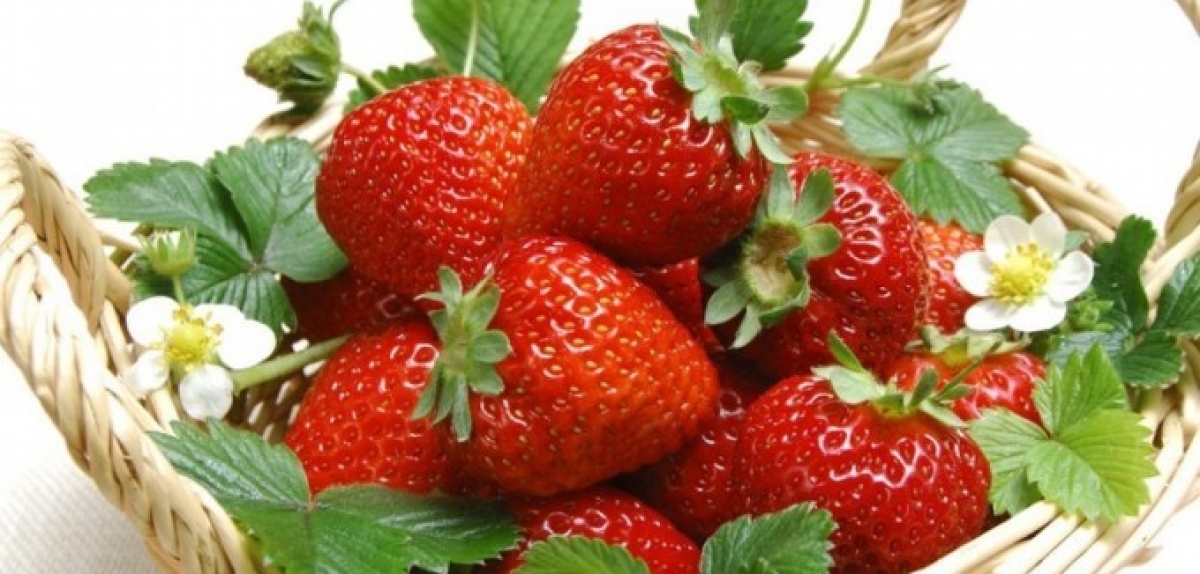 На Шуварі за 9 місяців реалізовано майже 5 тис. т суниці садової