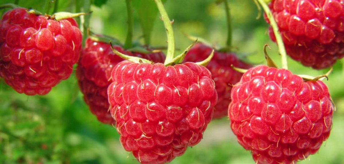 В Іспанії скорочують площі вирощування малини