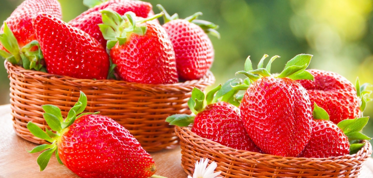 Садівництво України буде забезпечено сертифікованим садивним матеріалом — НААН