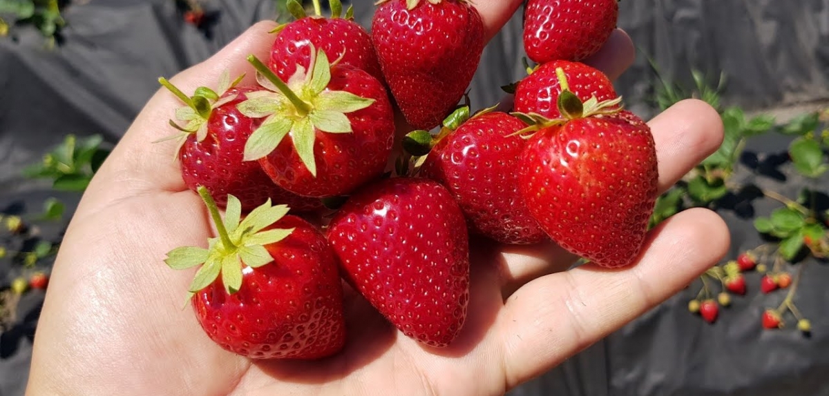 Wish Farms збільшить площу вирощування суниці в США