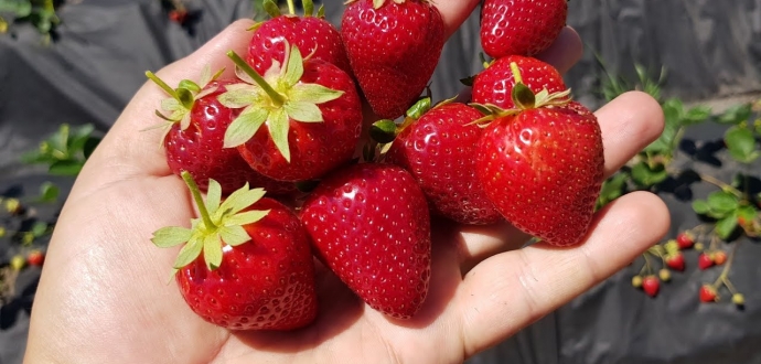 Wish Farms збільшить площу вирощування суниці в США