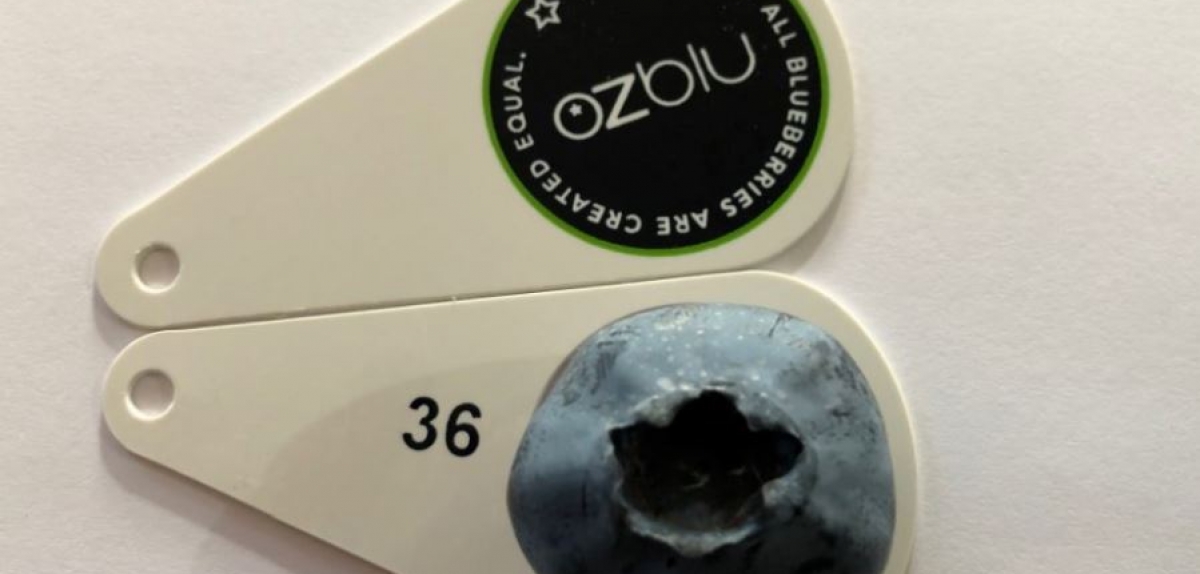 У книзі Гіннеса зафіксували новий рекордний розмір лохини 