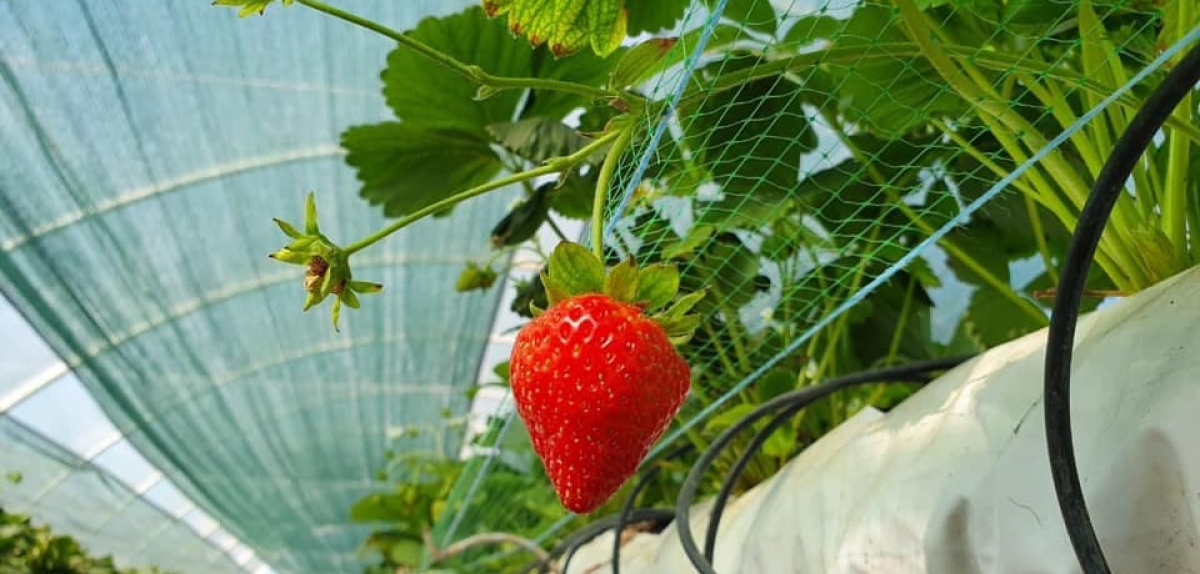 На Сумщині ягоди вирощують на 650 га