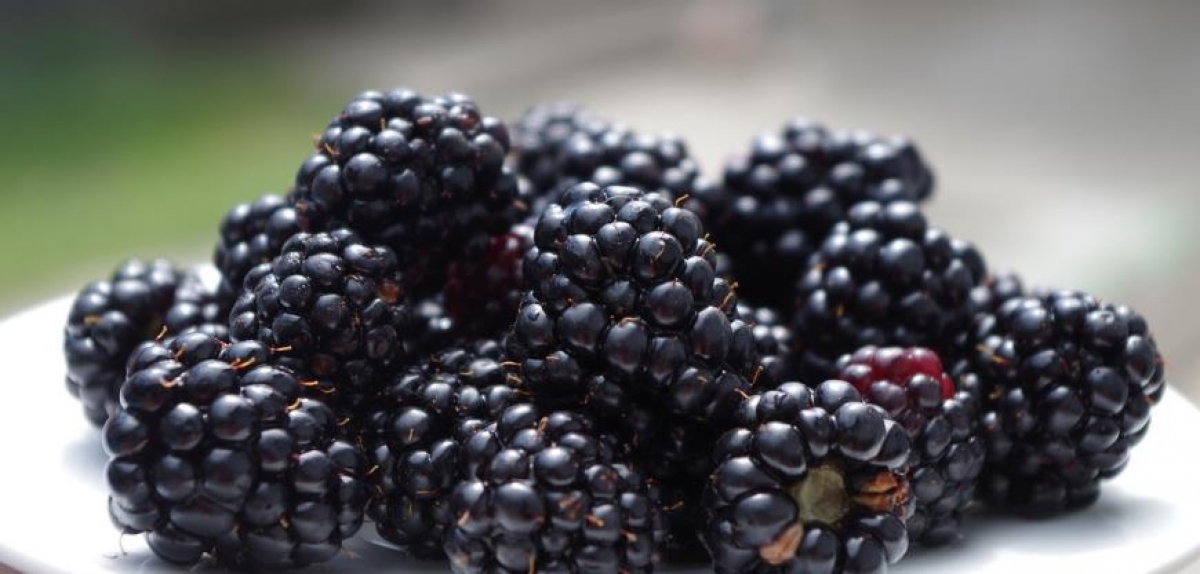  Ожина встановила рекордну ціну за п'ять років