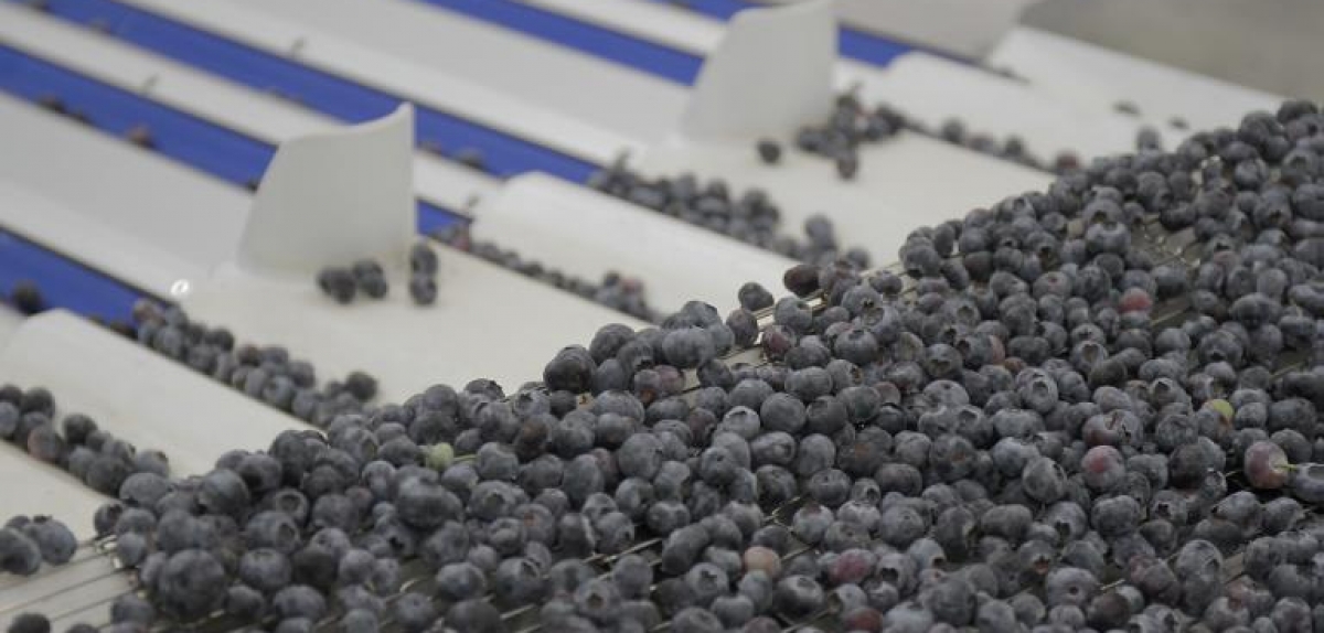 Оптичне сортування свіжих ягід від компанії Elifab Solutions