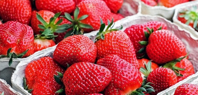 Lower 2021 harvest for French strawberries