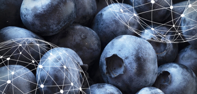 GLOBAL OVERVIEW BLUEBERRIES