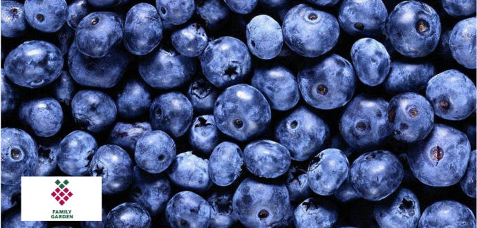 Український бренд органічної лохини  вийшов на ринок Малайзії