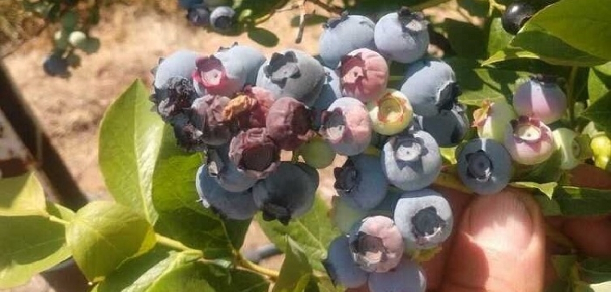 Washington fruit farmers bracing for millions of dollars in losses from heat wave