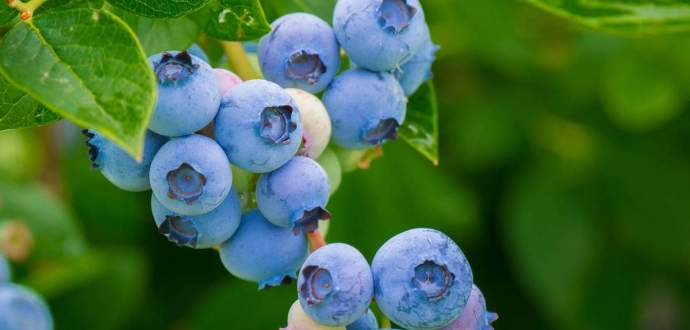 До Узбекистану вперше полетіла українська лохина