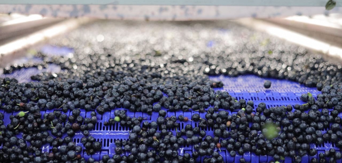 ALTE FOODS, амбітний та потужний український виробник IQF-продукції, ввели в експлуатацію новий завод