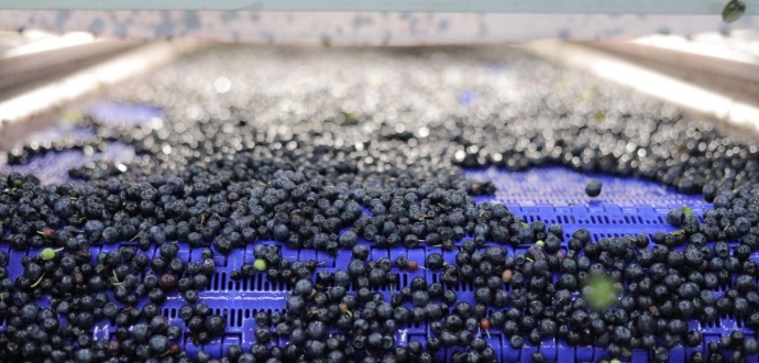 ALTE FOODS, амбітний та потужний український виробник IQF-продукції, ввели в експлуатацію новий завод