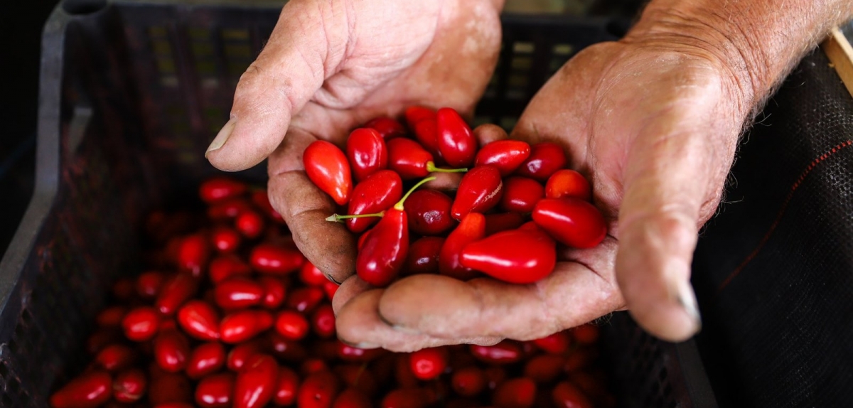 У ТМ Fаmberry запрацювало нове обладнання 