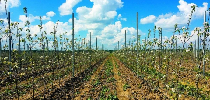 На Львівщині за 2021 рік заклали понад 100 га плодово-ягідних культур