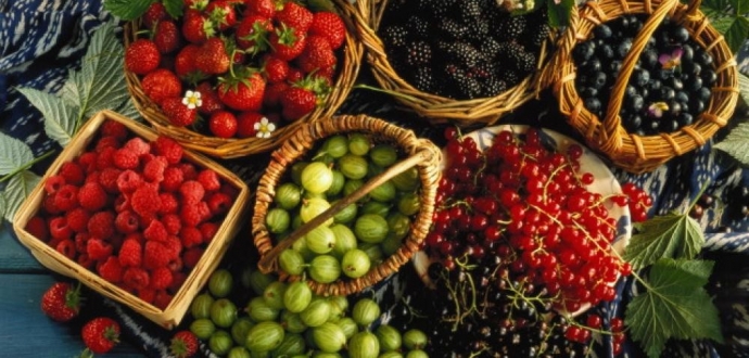 FAO запускає на Львівщині проєкт з ягідництва