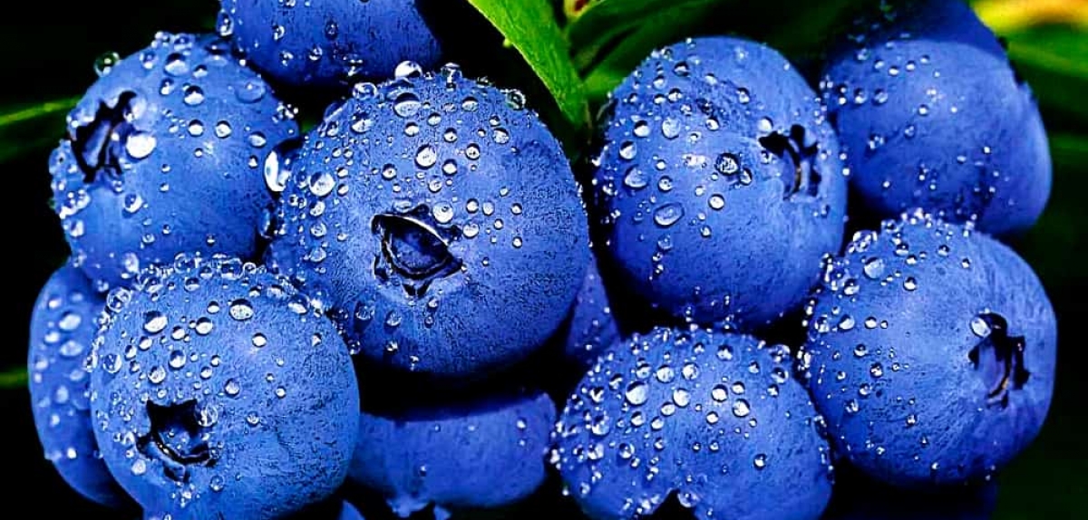 Iнформаційна довідка про стан ринку лохини від  Асоціації «Ягідництво України»