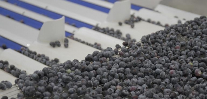Сортування свіжих ягід Elifab Solutions – це технологія одночасного сортування черешні та лохини