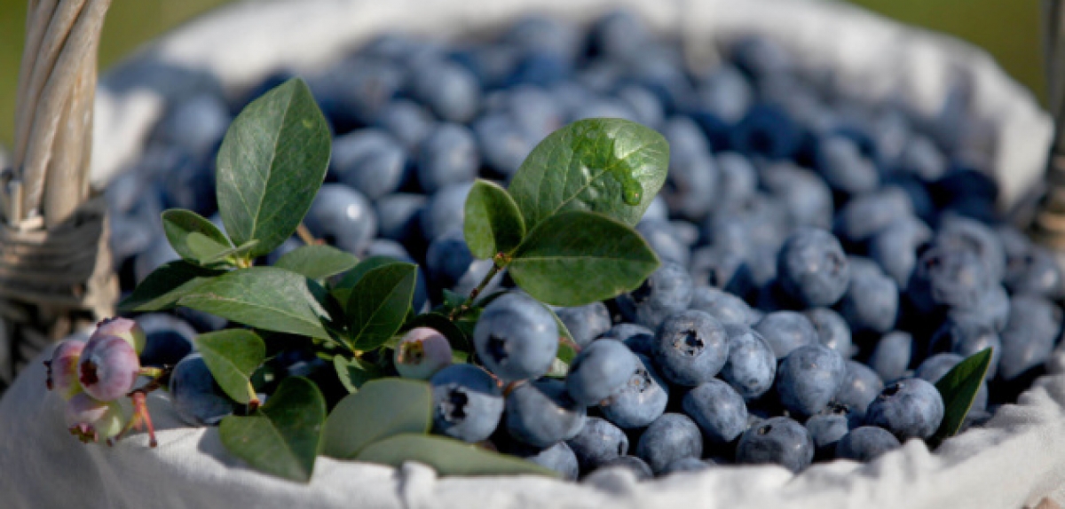 Чилі зменшує експорт лохини через перебої в логістиці та COVID - 19