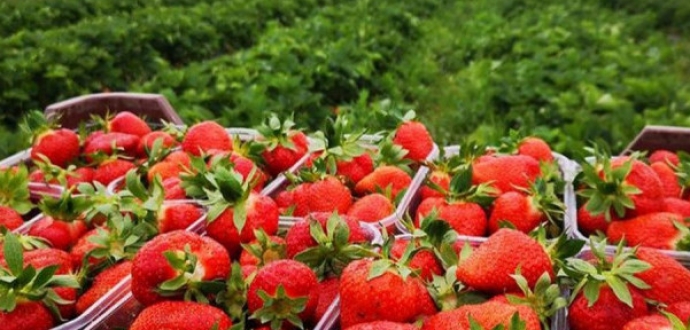 Верховна Рада прийняла у першому читанні проект закону про спрощення механізму набуття прав на земельні ділянки с/г призначення