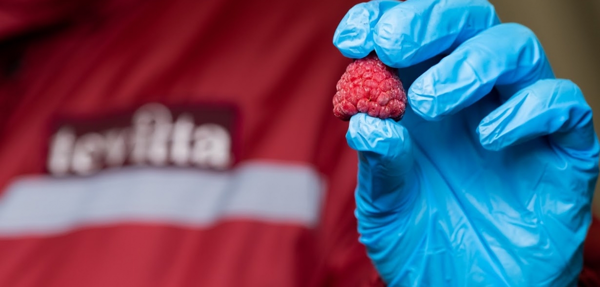 В Черкаській області відкривають ягідний кооператив під брендом Tevitta