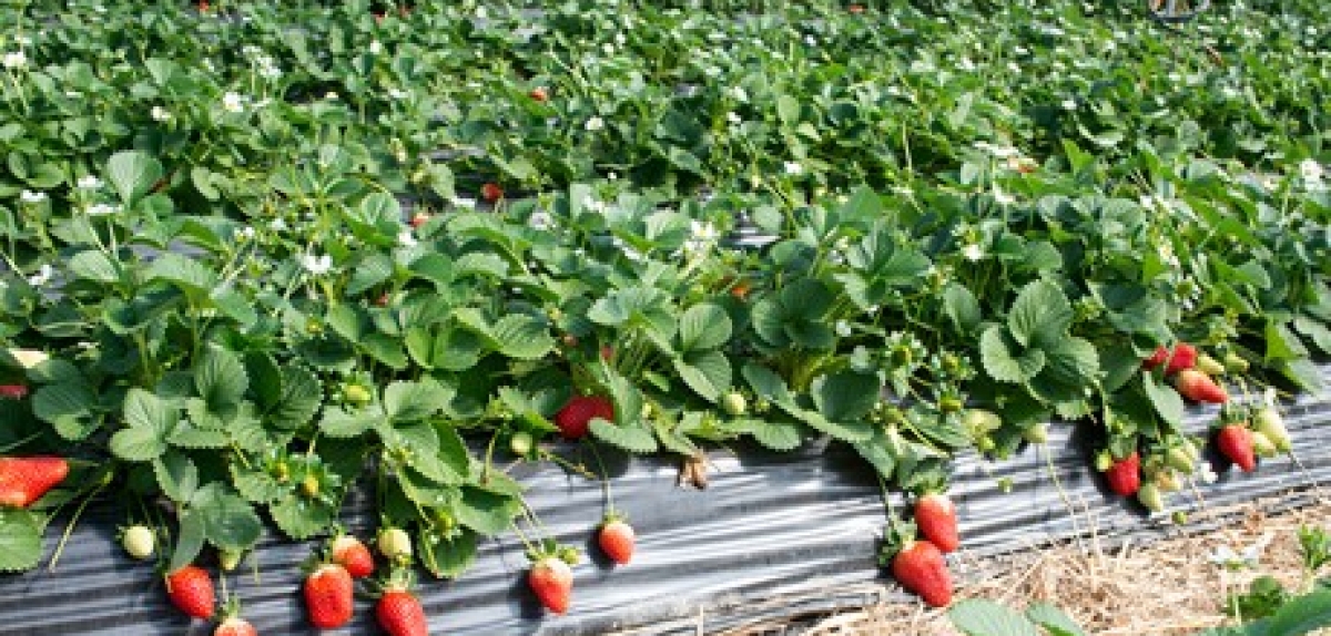 Найпоширеніші хвороби суниці та боротьба з ними