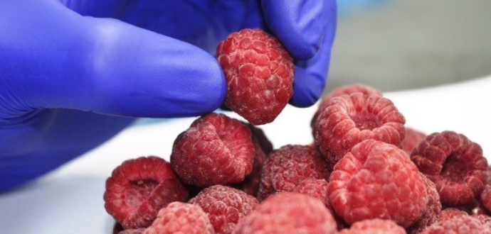 Проблема зневоднення при заморожуванні ягід IQF: чому і як з нею боротися