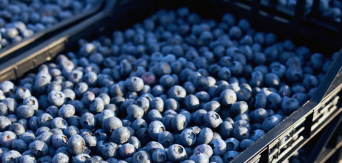 Лохина стала основною агроекспортною культурою для Перу - випередивши виноград