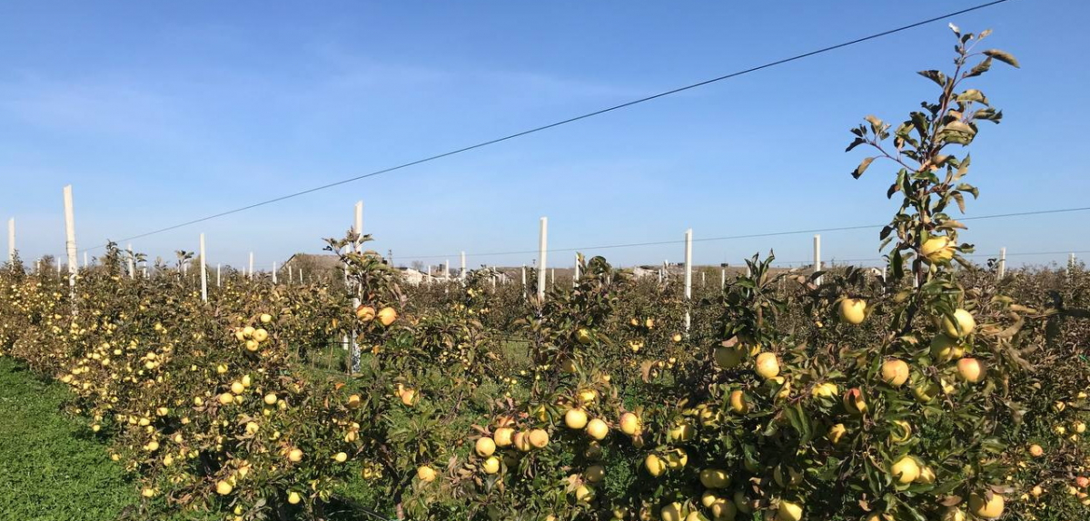 ТОВ "АТС Органік"