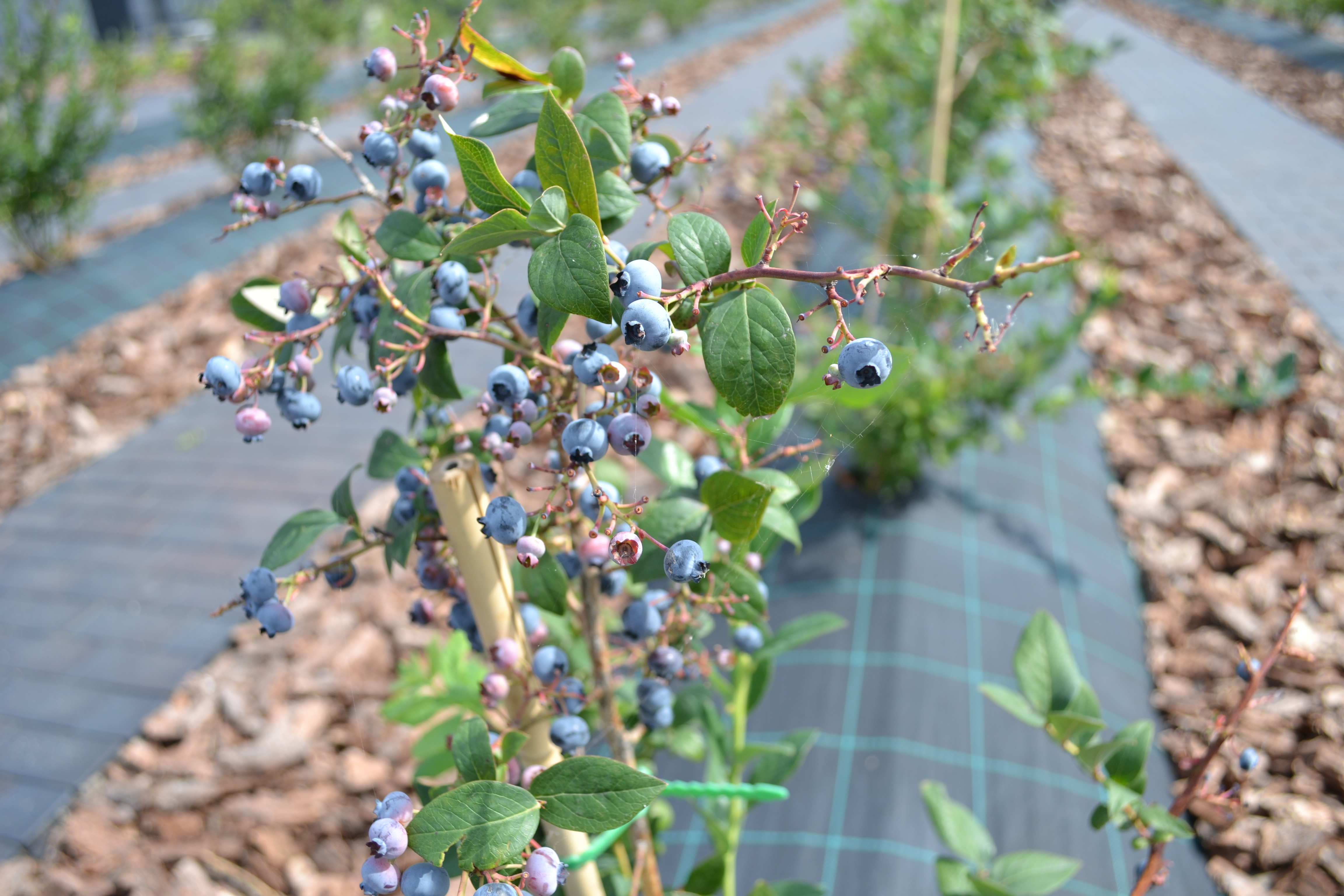 Мульчуючі матеріали в ягідництві