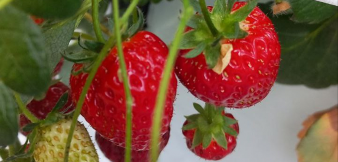 Які культури вирощують в Японії?