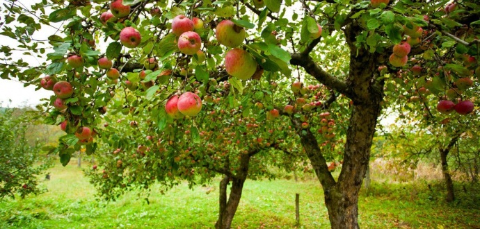«Земельний банк» пропонує 60 ділянок у різних регіонах для вирощування садів