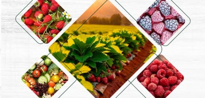 Міжнародні експерти з ягідництва ділитимуться досвідом на конференції в Рівному