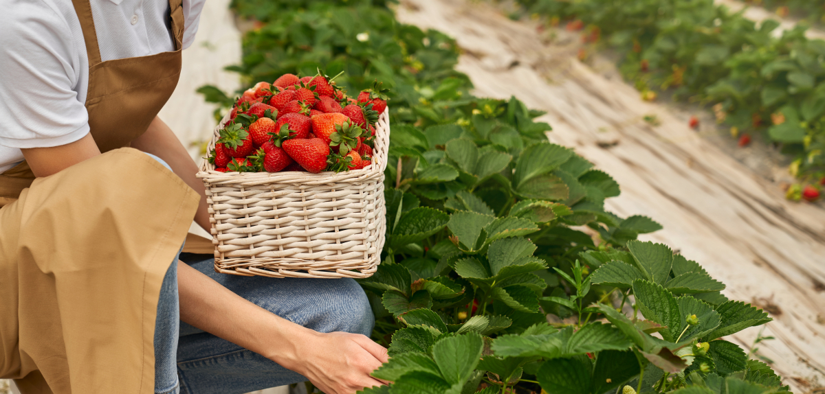 Учасникам Міжнародної науково-практичної конференції «Ягідно-овочевий бізнес: технології та інновації» розкажуть про захист та живлення ягідних та овочевих культур