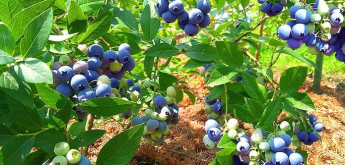 Аналітичний звіт за червень-серпень 2025 р.