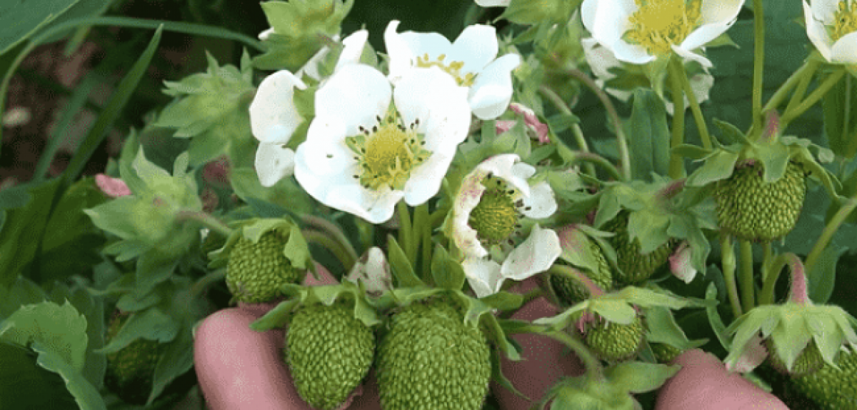 Аналітичний звіт за травень 2025 р.