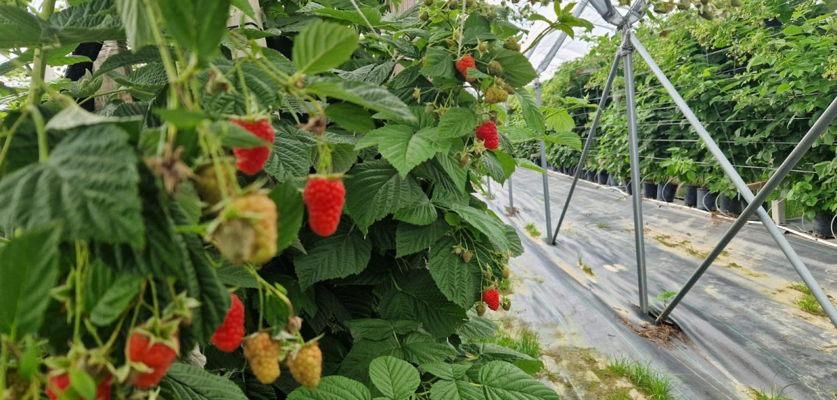 Trends in the Global Blueberry and Raspberry Markets