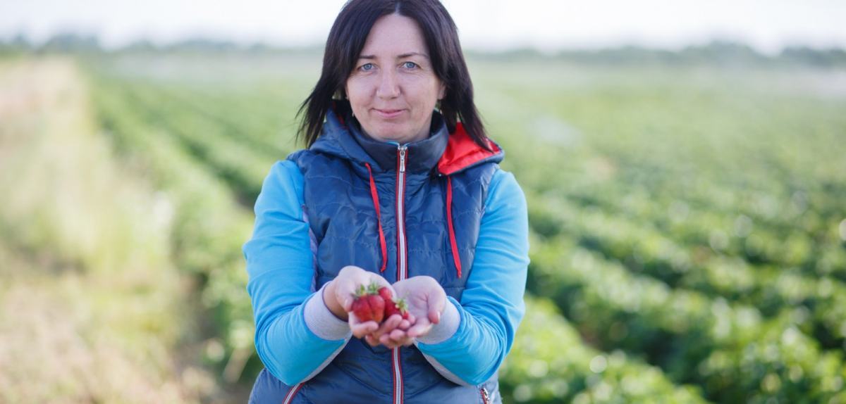 Як підготувати ягідну плантацію до кліматичних викликів? - Ірина Кобринець