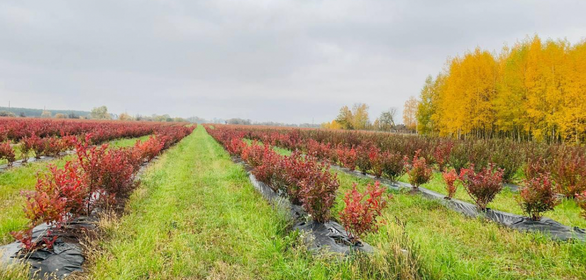 Про особливості вирощування органічної лохини розкажуть в рамках SMARTBERRY 2025