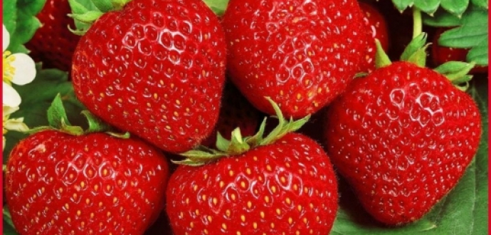 Від вирощування до експорту: ключові теми та акценти SMARTBERRY 2025