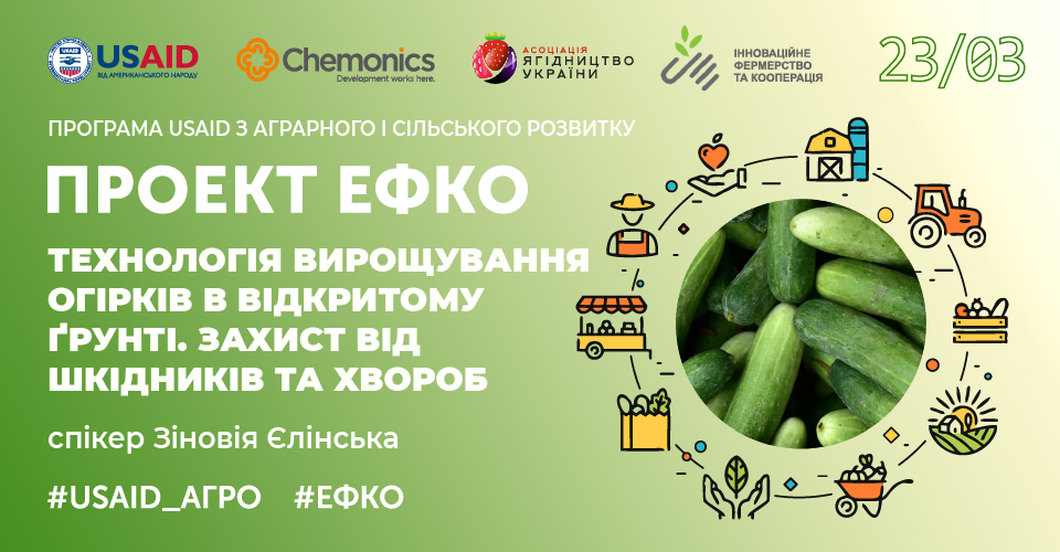  Технологія вирощування огірків у відкритому ґрунті. Захист від шкідників та хвороб 