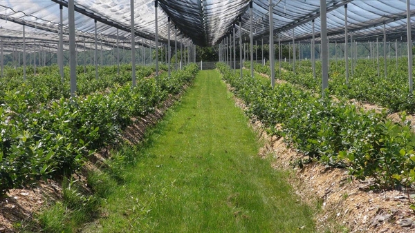 голубика в закрытом грунте